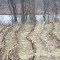 Pickerel Lake behind the corn field