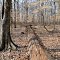 Fallen Giant - Wells Woods Nature Preserve