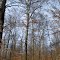 Tribbett Woods Nature Preserve