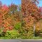 Fall colors in 3D