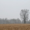 Foggy January Afternoon