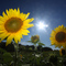 Sunflowers!