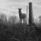 The deadly mule
