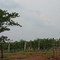 The vinard at Silk Hope Winery
