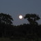 Moon Rise