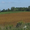 Farm near John C Munro Hamilton International Airport