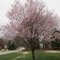 the cheery tree