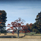 Classy Fall Tree