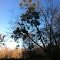 Little River - Mistletoe Tree - Upstream of Riley Hill Road
