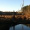 Little River - Big Swamp