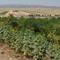 باغ عمو