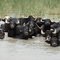 Cows life in shadegan refuge