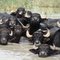 Cows life in shadegan refuge