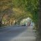Green Tunnel  of "White Mulberry"                               تونل درختان توت سفید
