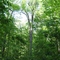 Giant Tulip tree in St. John's Conservation Area