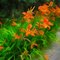 Daylilies Photo, Painted Style