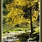 Autumn's yellow paintbrush