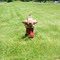 Fire plug......(1622394350)