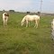 Beautiful Horses Happily Grazing As I'm Driving From Iowa to Chicago, IL USA
