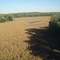 dry crop field