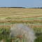 Swathed crop