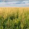 Pastureland, Stelle, IL