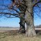 An Oak Couple at home in a big field along IL Rt 3 near Ware IL 2005
