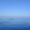 Dolphins in the Blue