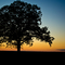 Tree + Sunset