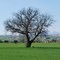 Quercia in primavera