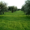 Francavilla Marittima, Uliveto
