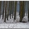 Pioppi nella neve (omaggio a Francesco Favalesi)