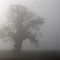 Prima nebbia