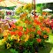 Caravino - Fiera dei fiori di primavera-