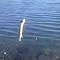Pickerel