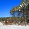 Lake Road Pines