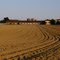 Plowed field