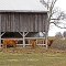 Scottish highland cattle enjoy dinner out on the Anchorage farm.
