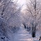 # 40 The path in the snow -Italy
