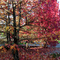 Autumn colors