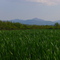 Near Francavilla Bisio