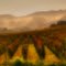 vigne a riposo