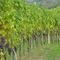 Vendemmia