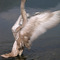 Cigno sul lago di Comabbio - VAP504