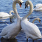 Cuor di cigno (Heart of swan), il corteggiamento. Arona, 11 marzo 2008