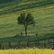 Colline in primavera