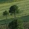 Colline del tortonese