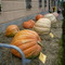 Piozzo (CN). Festival della zucca