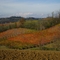 Sfumature di Dolcetto