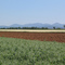 Campagna - Localita Bosco Marengo